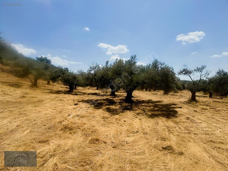Camcı'da 14.5 Dönüm Zeytinlik — fotoğraf 26