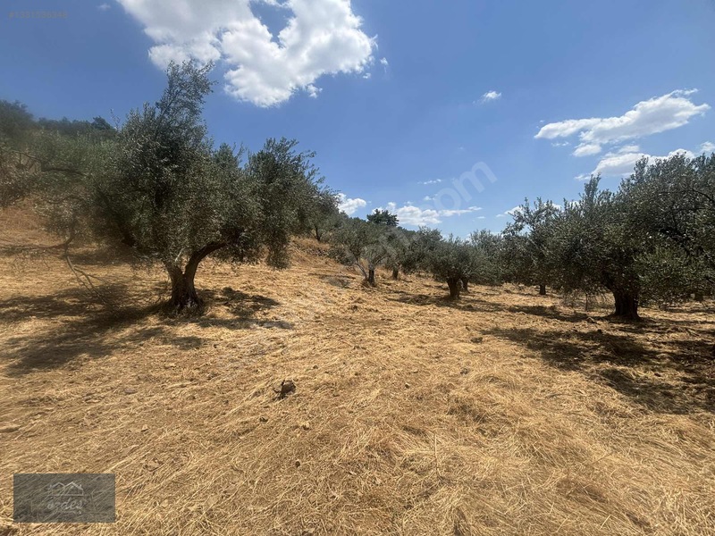 Camcı'da 14.5 Dönüm Zeytinlik — fotoğraf 27
