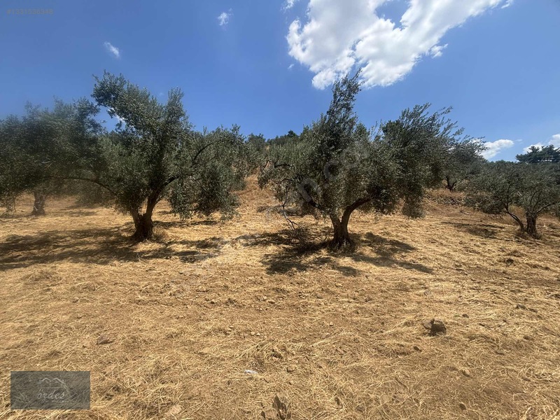 Camcı'da 14.5 Dönüm Zeytinlik — fotoğraf 28
