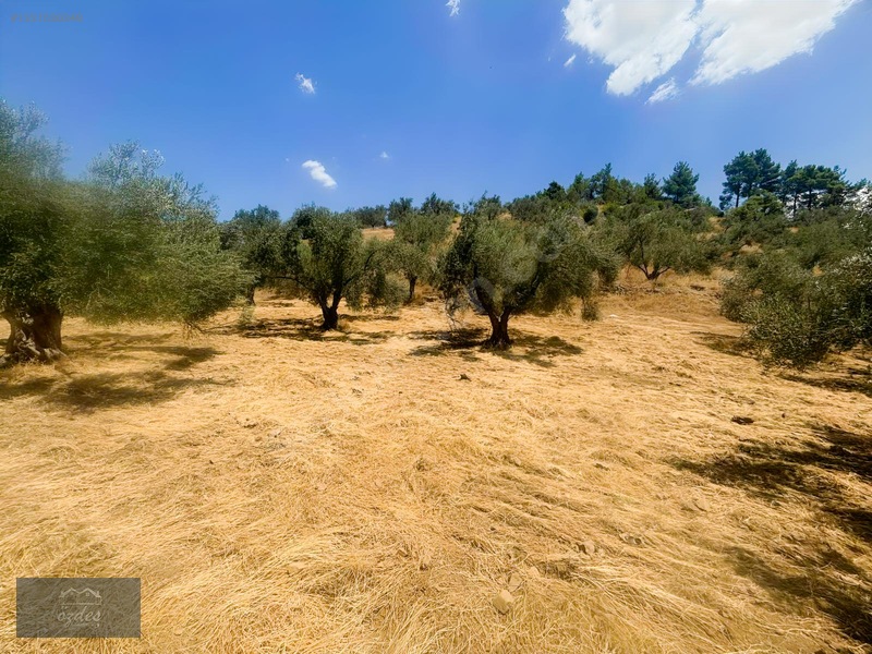 Camcı'da 14.5 Dönüm Zeytinlik — fotoğraf 29