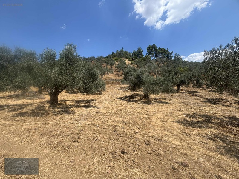 Camcı'da 14.5 Dönüm Zeytinlik — fotoğraf 30