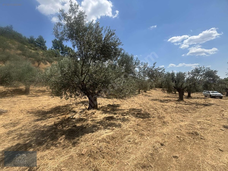 Camcı'da 14.5 Dönüm Zeytinlik — fotoğraf 31
