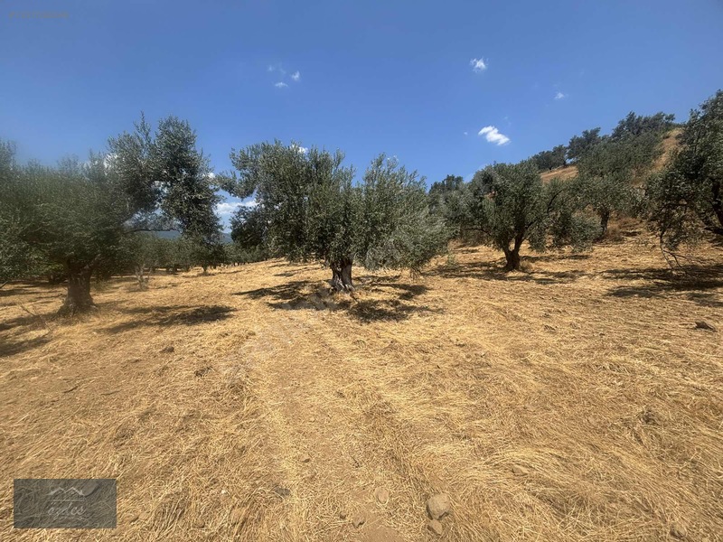 Camcı'da 14.5 Dönüm Zeytinlik — fotoğraf 32