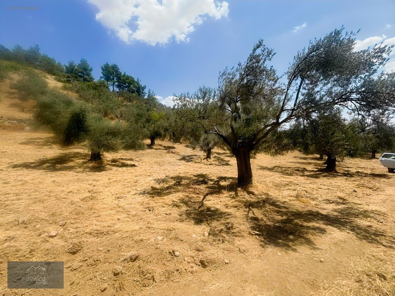 Camcı'da 14.5 Dönüm Zeytinlik — fotoğraf 33