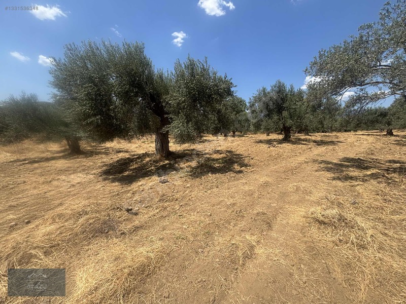 Camcı'da 14.5 Dönüm Zeytinlik — fotoğraf 34