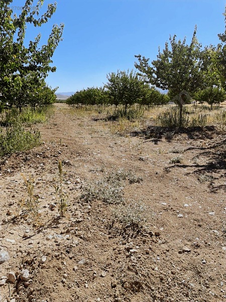 Fiyat Düştü Acil Satılık Bahçe 1075 Metre Kare — fotoğraf 8