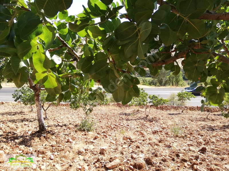 Adıyaman Gölbaşı Yoluna Cephe Yatırımlık Fıstık Bahçesi — fotoğraf 3