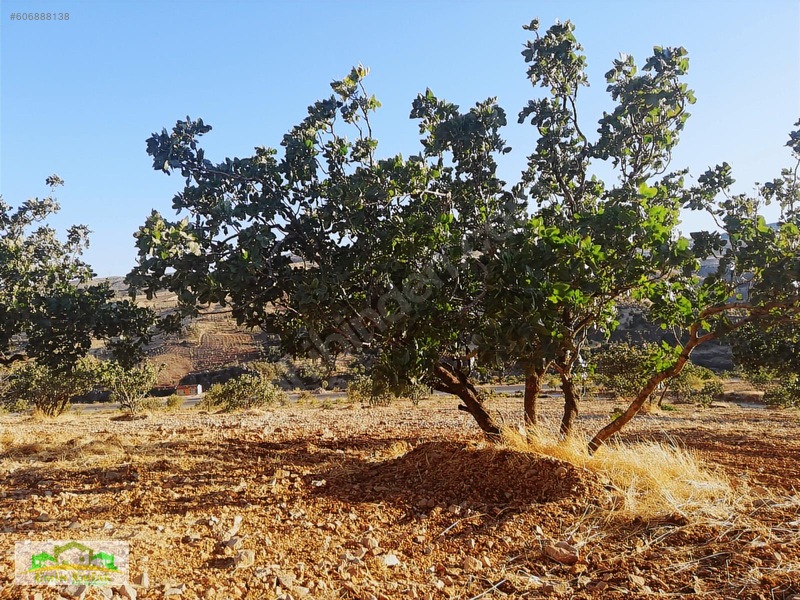 Adıyaman Gölbaşı Yoluna Cephe Yatırımlık Fıstık Bahçesi — fotoğraf 4