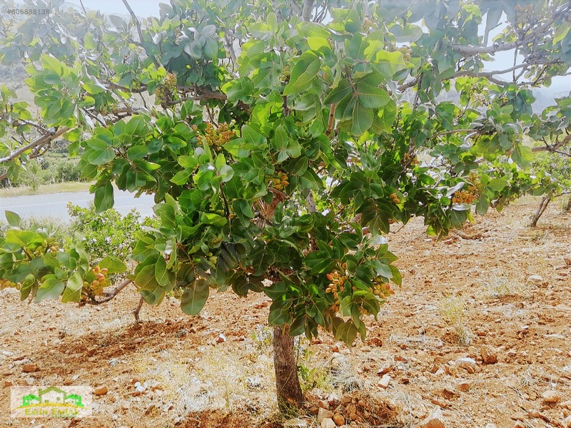 Adıyaman Gölbaşı Yoluna Cephe Yatırımlık Fıstık Bahçesi — fotoğraf 5