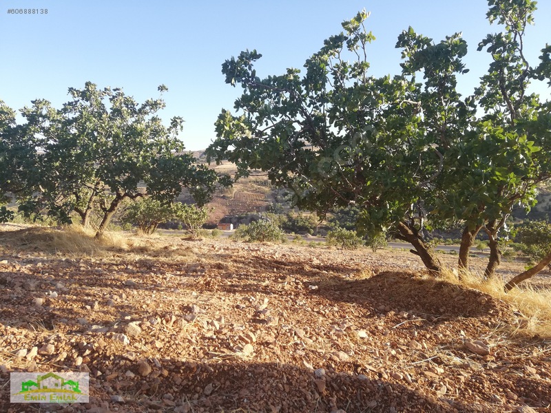Adıyaman Gölbaşı Yoluna Cephe Yatırımlık Fıstık Bahçesi — fotoğraf 6