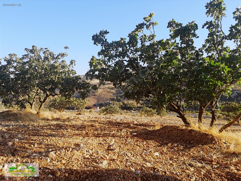 Adıyaman Gölbaşı Yoluna Cephe Yatırımlık Fıstık Bahçesi — fotoğraf 7