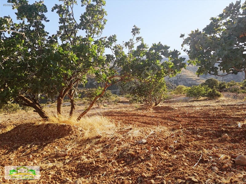 Adıyaman Gölbaşı Yoluna Cephe Yatırımlık Fıstık Bahçesi — fotoğraf 8