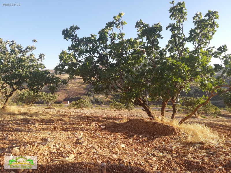 Adıyaman Gölbaşı Yoluna Cephe Yatırımlık Fıstık Bahçesi — fotoğraf 9
