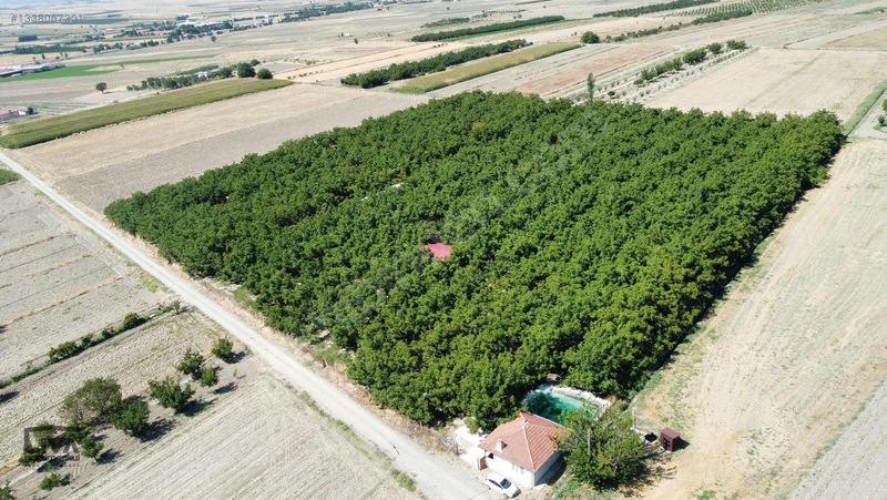 Livadan Yola Çok Yakın İçinde Evi Olan 27 Dönüm Ceviz Bağı