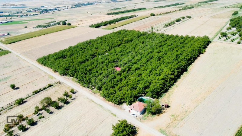 Livadan Yola Çok Yakın İçinde Evi Olan 27 Dönüm Ceviz Bağı — fotoğraf 2