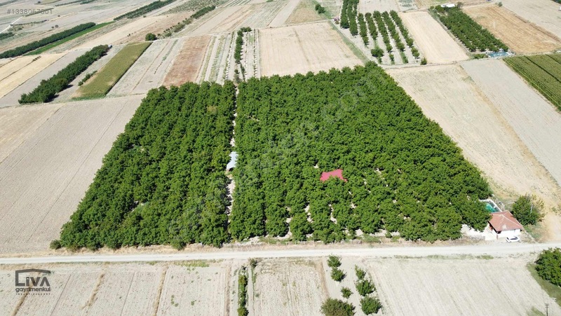 Livadan Yola Çok Yakın İçinde Evi Olan 27 Dönüm Ceviz Bağı — fotoğraf 3