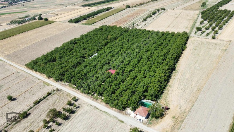Livadan Yola Çok Yakın İçinde Evi Olan 27 Dönüm Ceviz Bağı — fotoğraf 4
