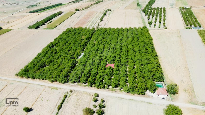 Livadan Yola Çok Yakın İçinde Evi Olan 27 Dönüm Ceviz Bağı — fotoğraf 5
