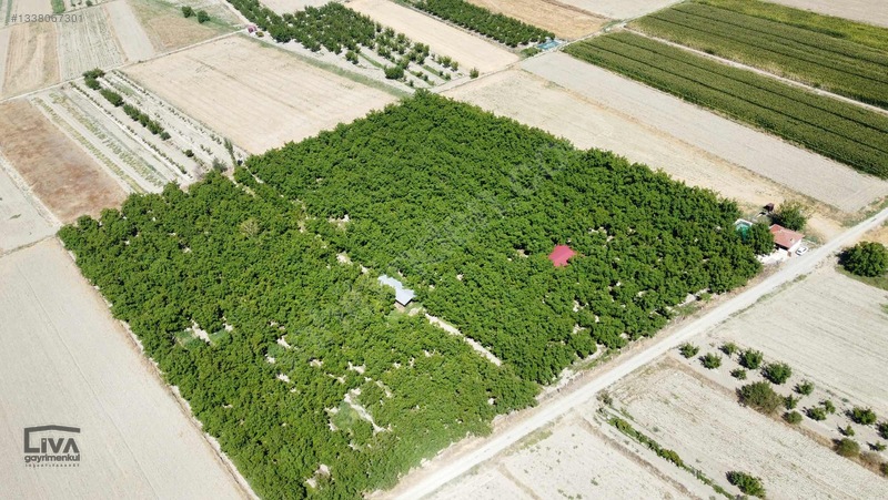 Livadan Yola Çok Yakın İçinde Evi Olan 27 Dönüm Ceviz Bağı — fotoğraf 7