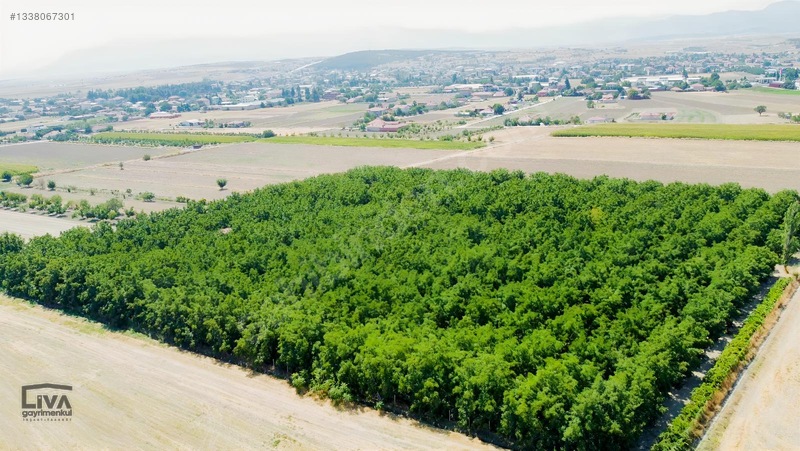 Livadan Yola Çok Yakın İçinde Evi Olan 27 Dönüm Ceviz Bağı — fotoğraf 12
