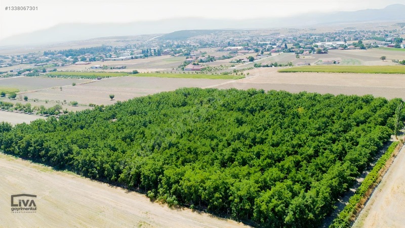 Livadan Yola Çok Yakın İçinde Evi Olan 27 Dönüm Ceviz Bağı — fotoğraf 13
