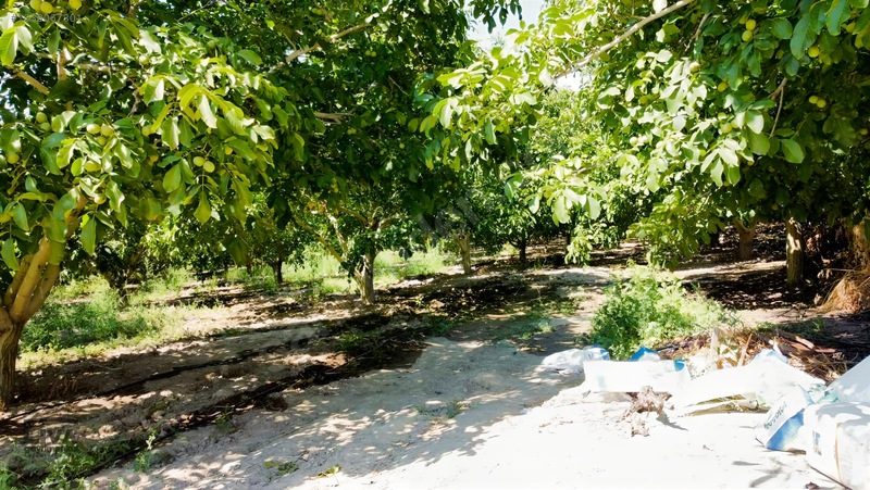 Livadan Yola Çok Yakın İçinde Evi Olan 27 Dönüm Ceviz Bağı — fotoğraf 14