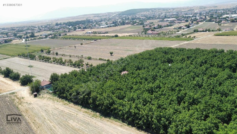 Livadan Yola Çok Yakın İçinde Evi Olan 27 Dönüm Ceviz Bağı — fotoğraf 16