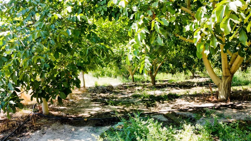 Livadan Yola Çok Yakın İçinde Evi Olan 27 Dönüm Ceviz Bağı — fotoğraf 17