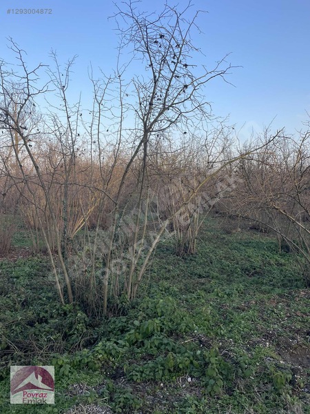 Gümüşova Sultaniye Köyünde 2 Dönüm Satılık Arsa — fotoğraf 2