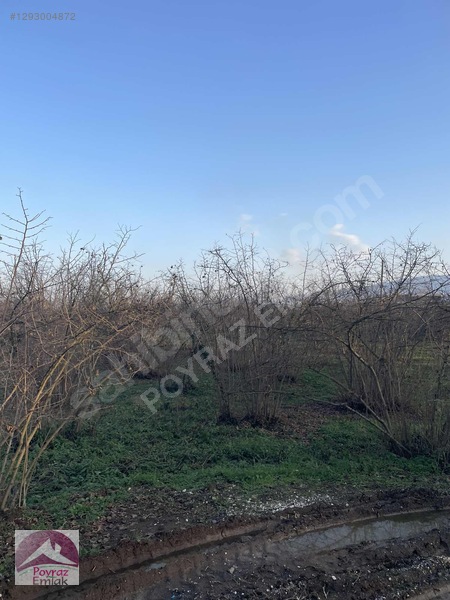 Gümüşova Sultaniye Köyünde 2 Dönüm Satılık Arsa — fotoğraf 3