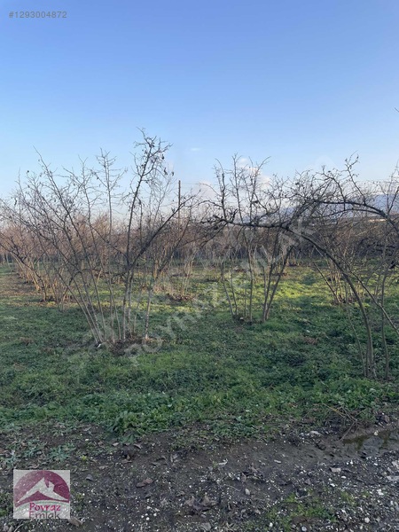 Gümüşova Sultaniye Köyünde 2 Dönüm Satılık Arsa — fotoğraf 4