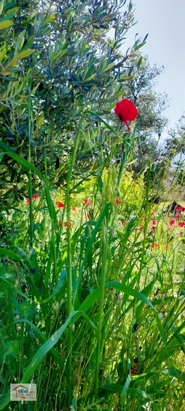 New Form'dan Mut Göksü Nehri Yanı Satılık 2 Adet Bahçe — fotoğraf 3