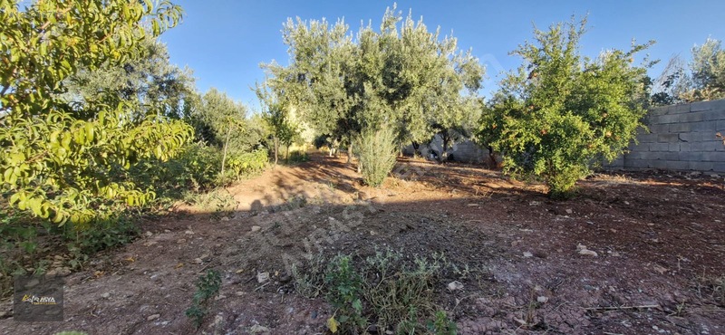 Oguzeli Gürsuda Satılık Bağ Evi Havuzlu 1750 M2 — fotoğraf 30