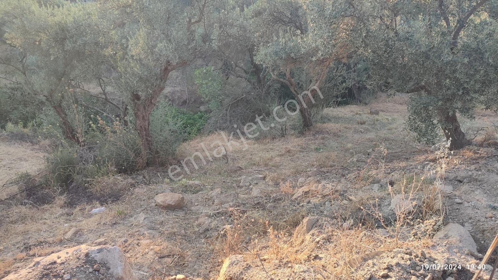 Karakızlarda Kelepir Hisseli Zeytinlik — fotoğraf 7