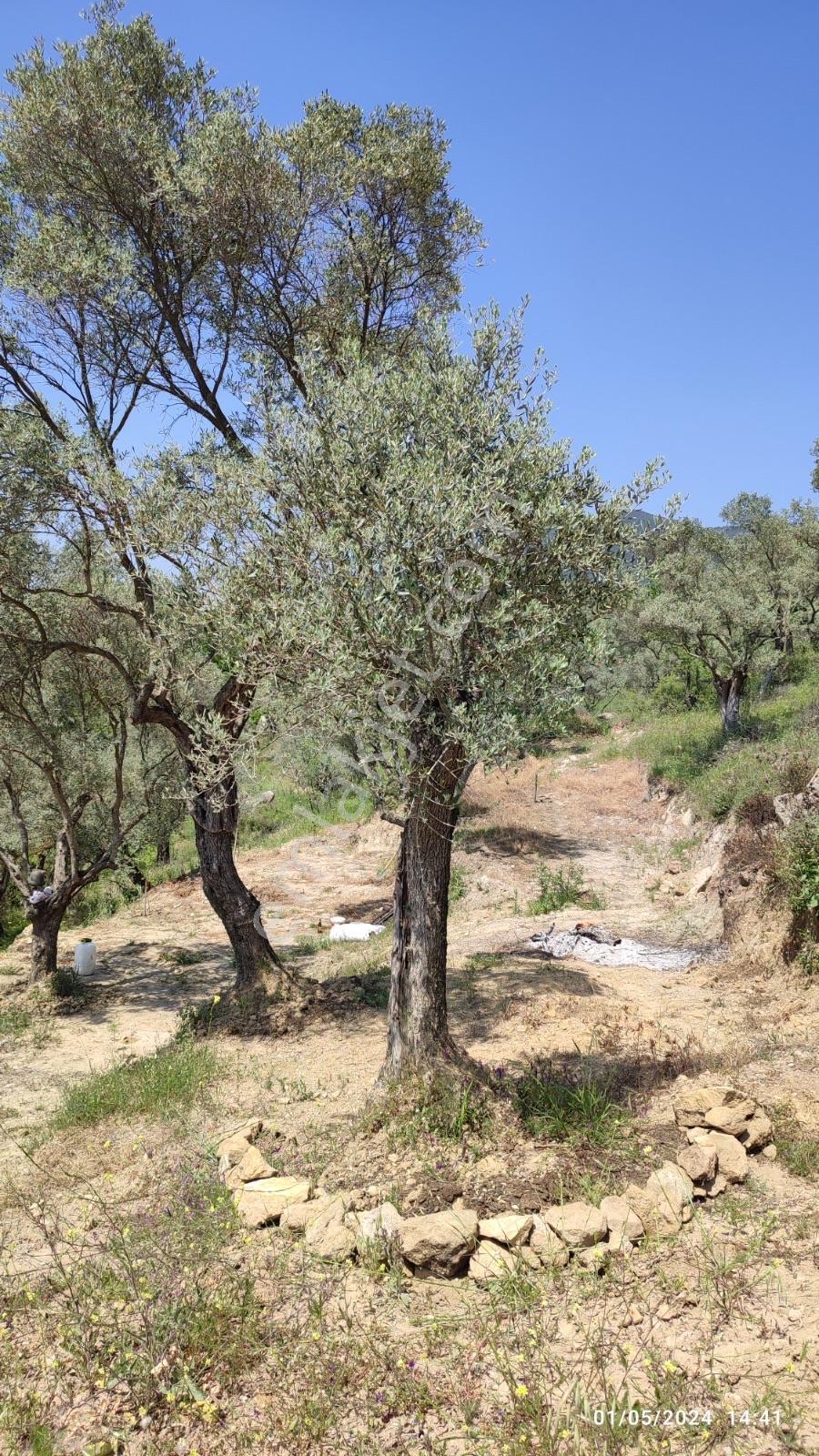 Karakızlarda Kelepir Hisseli Zeytinlik — fotoğraf 10