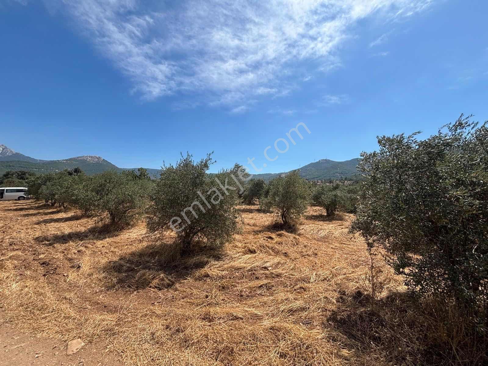 Kemalpaşa Cumalı Köyü Yakını 4.323 M2 Müstakil Tapulu Bahçe