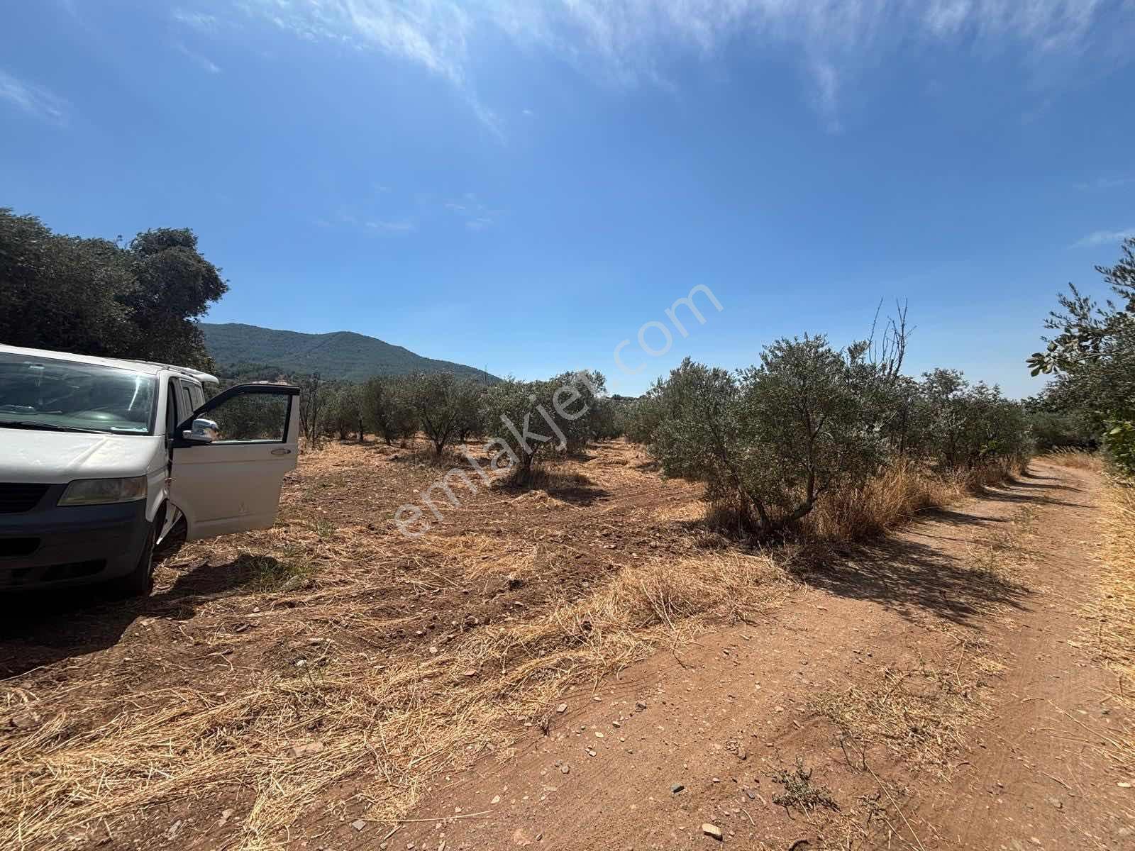 Kemalpaşa Cumalı Köyü Yakını 4.323 M2 Müstakil Tapulu Bahçe — fotoğraf 2