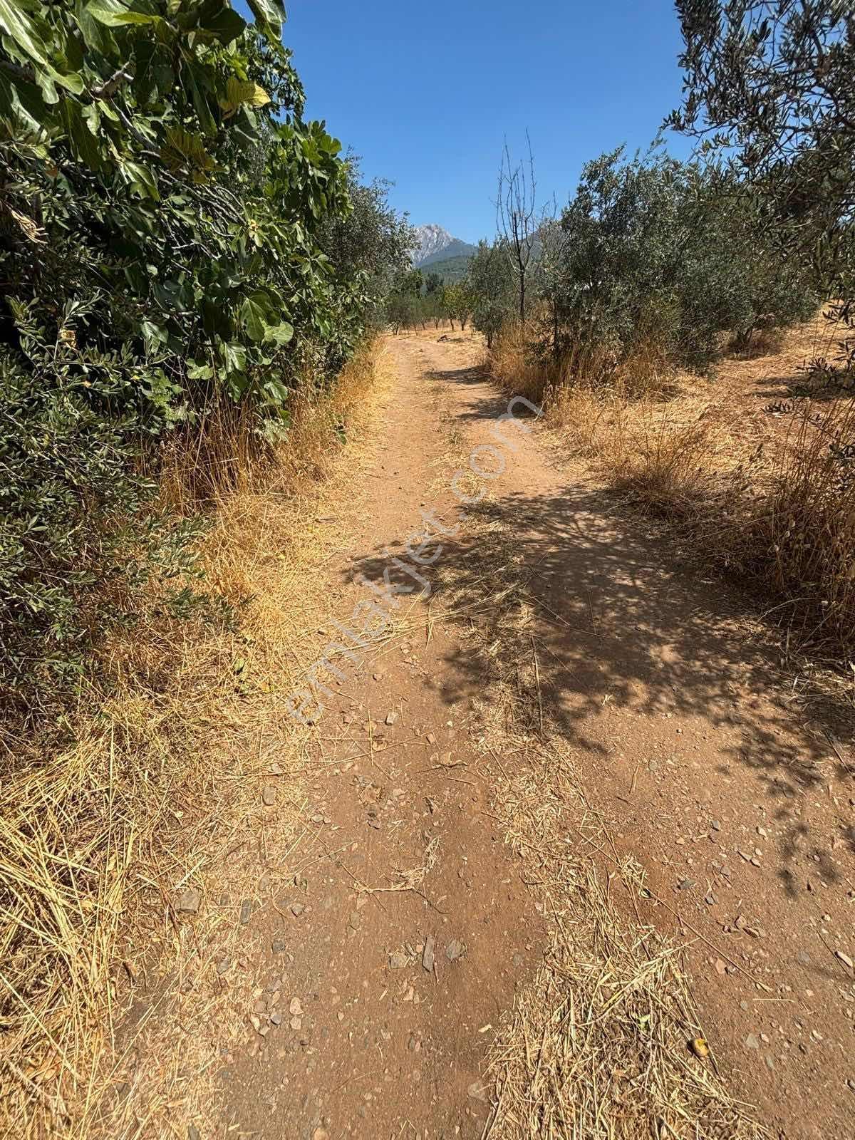 Kemalpaşa Cumalı Köyü Yakını 4.323 M2 Müstakil Tapulu Bahçe — fotoğraf 4