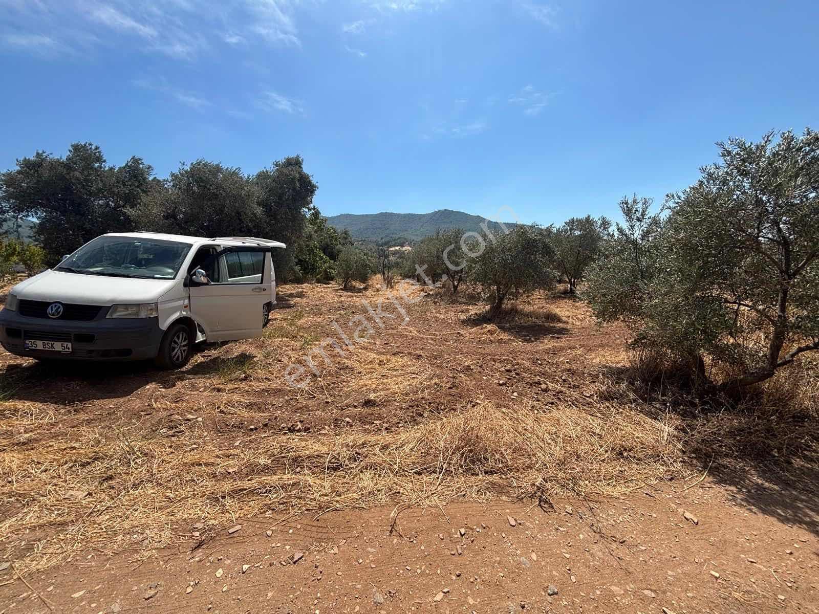 Kemalpaşa Cumalı Köyü Yakını 4.323 M2 Müstakil Tapulu Bahçe — fotoğraf 5