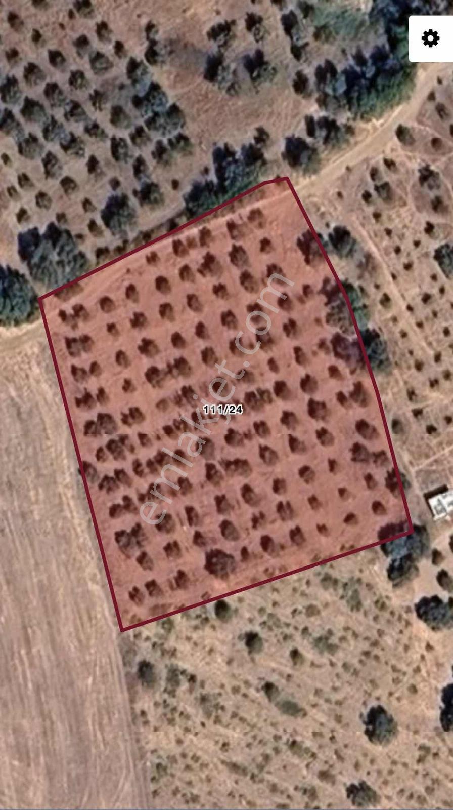Kemalpaşa Cumalı Köyü Yakını 4.323 M2 Müstakil Tapulu Bahçe — fotoğraf 6