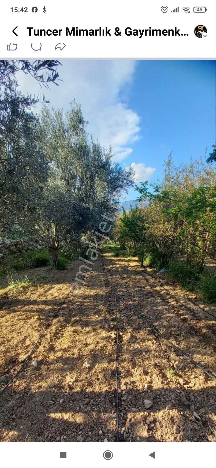 Gençali Köyünde Satılık Zeytin Bahçesi — fotoğraf 2