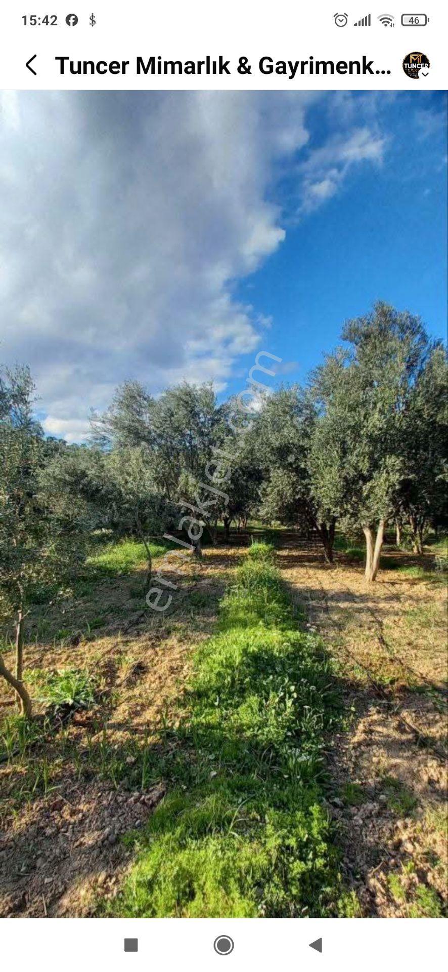 Gençali Köyünde Satılık Zeytin Bahçesi — fotoğraf 3