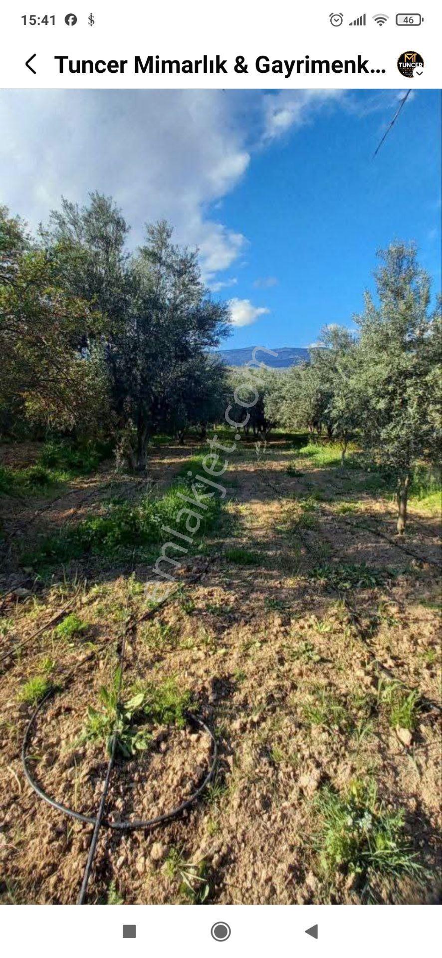 Gençali Köyünde Satılık Zeytin Bahçesi — fotoğraf 4
