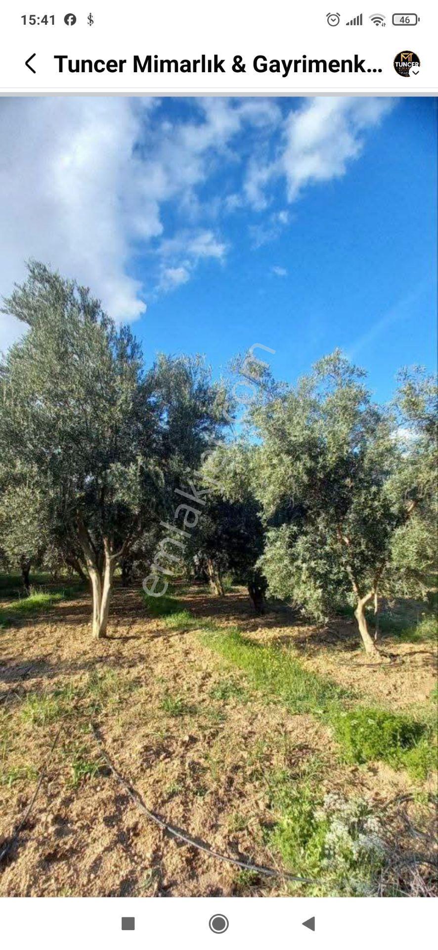 Gençali Köyünde Satılık Zeytin Bahçesi — fotoğraf 5