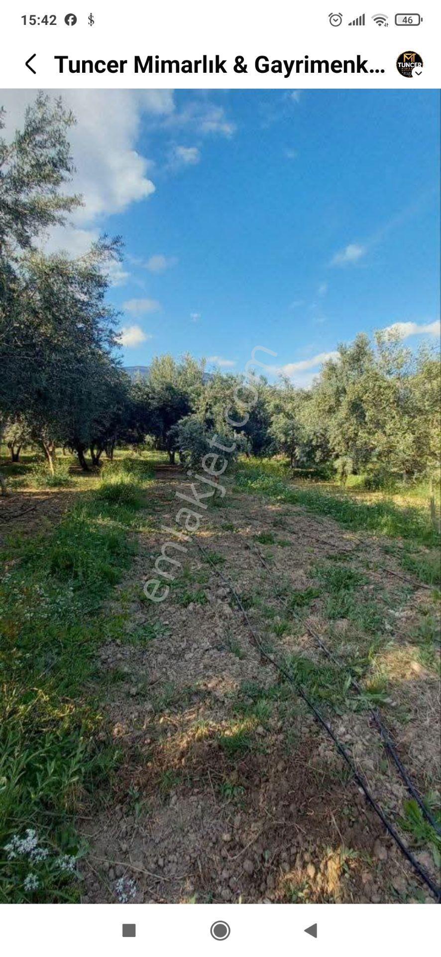 Gençali Köyünde Satılık Zeytin Bahçesi — fotoğraf 6