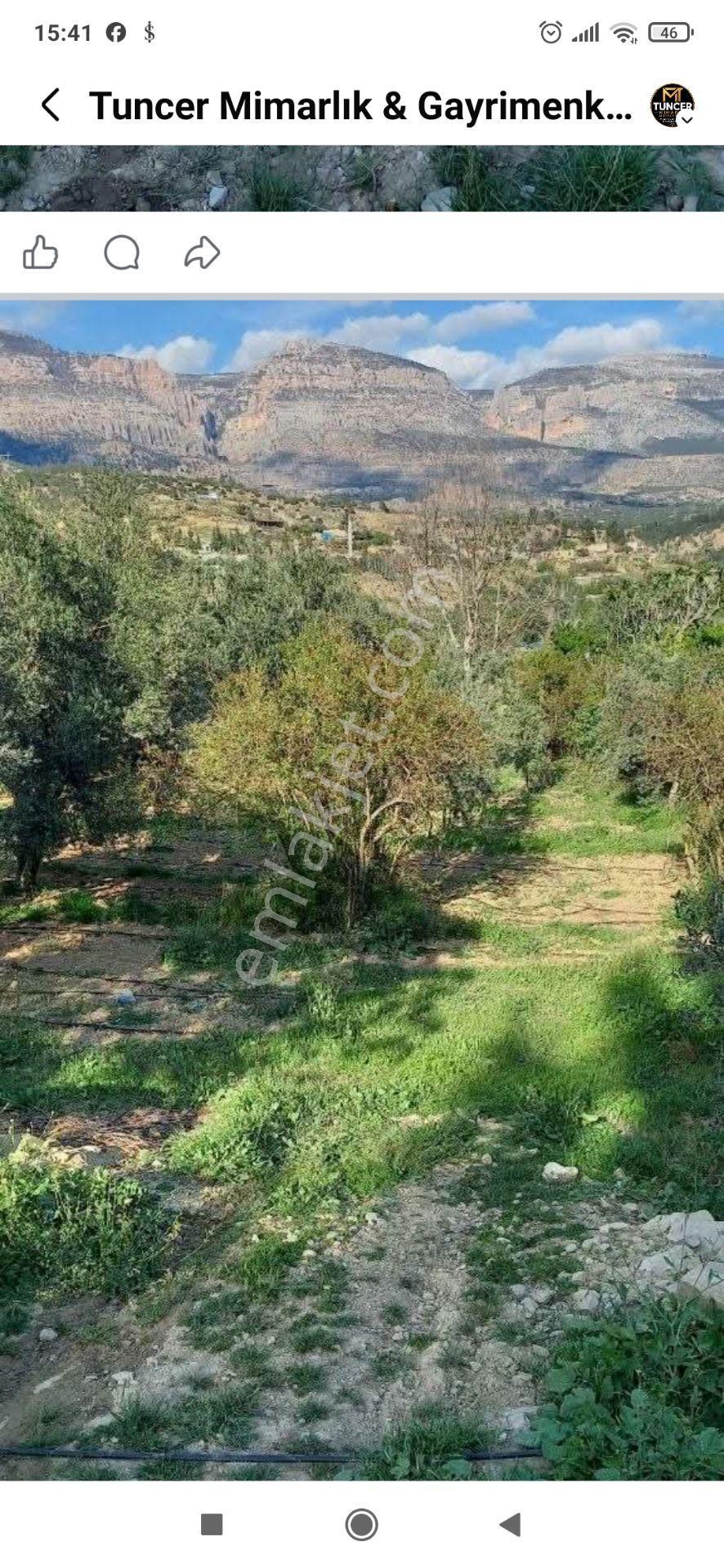 Gençali Köyünde Satılık Zeytin Bahçesi — fotoğraf 7