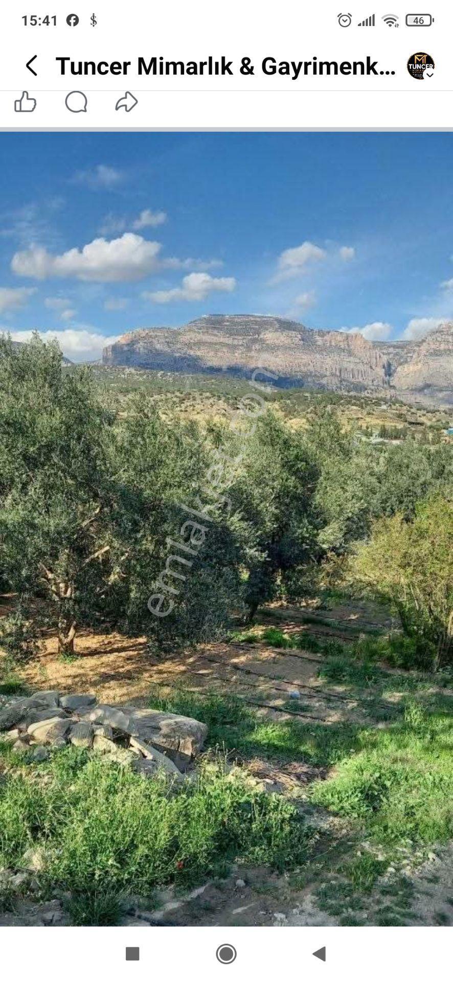 Gençali Köyünde Satılık Zeytin Bahçesi — fotoğraf 8
