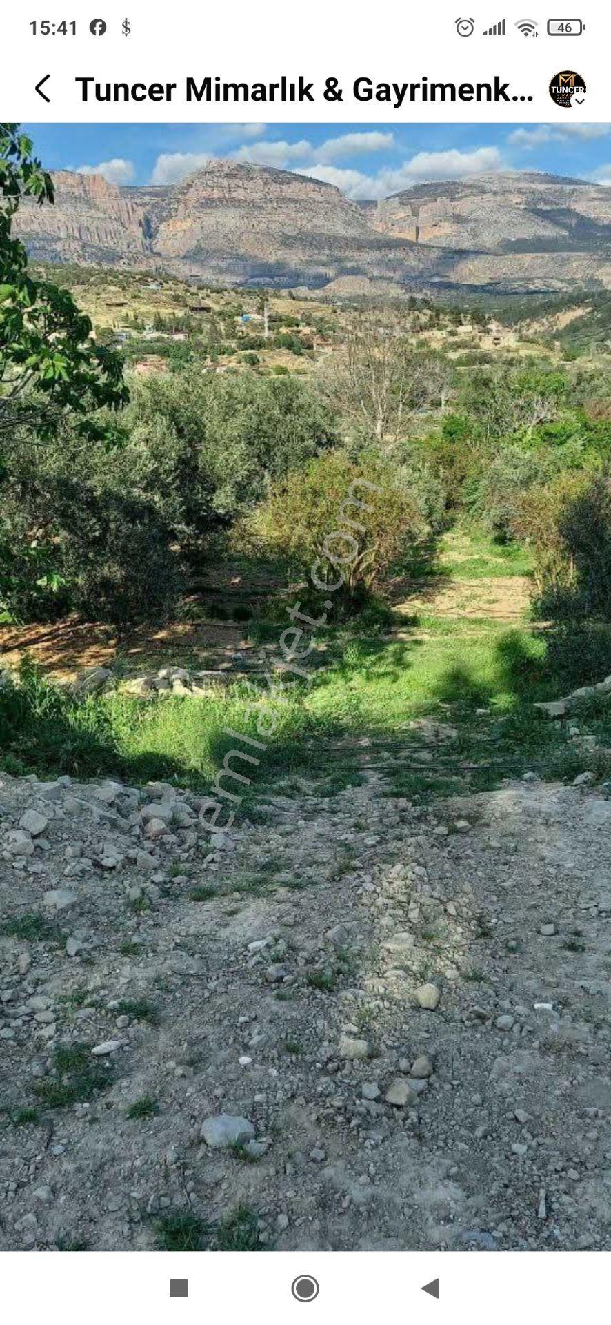 Gençali Köyünde Satılık Zeytin Bahçesi — fotoğraf 10