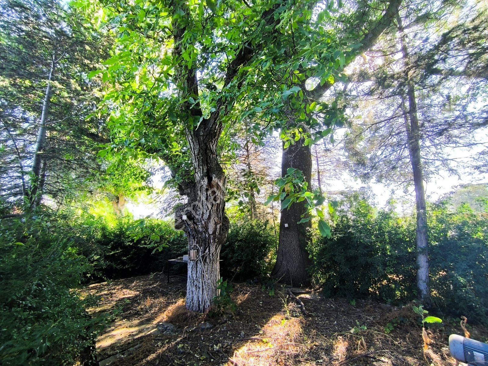 İstanbul Yoluna 500m Mesafede Bağ Evi — fotoğraf 35
