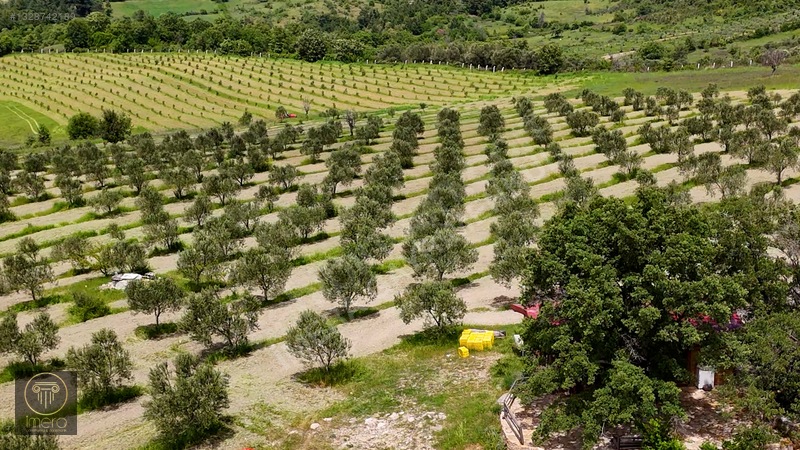Bergama İvrinde Yolu Üstünde 10 Dönüm Kiralık Arazi — fotoğraf 10